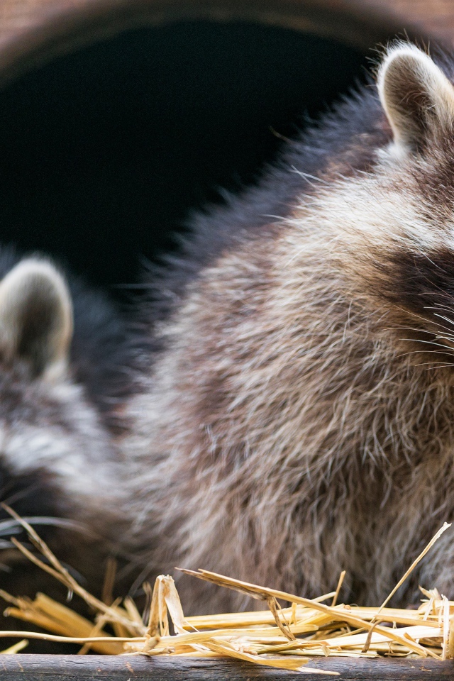 Два енота сидят на сене в домике