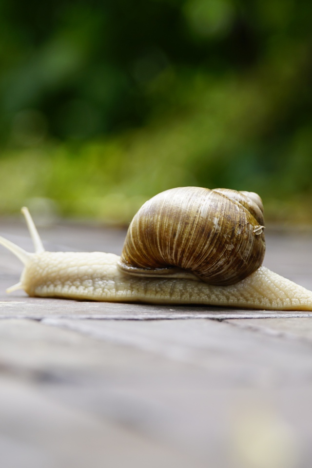 Большая улитка ползет через дорогу 