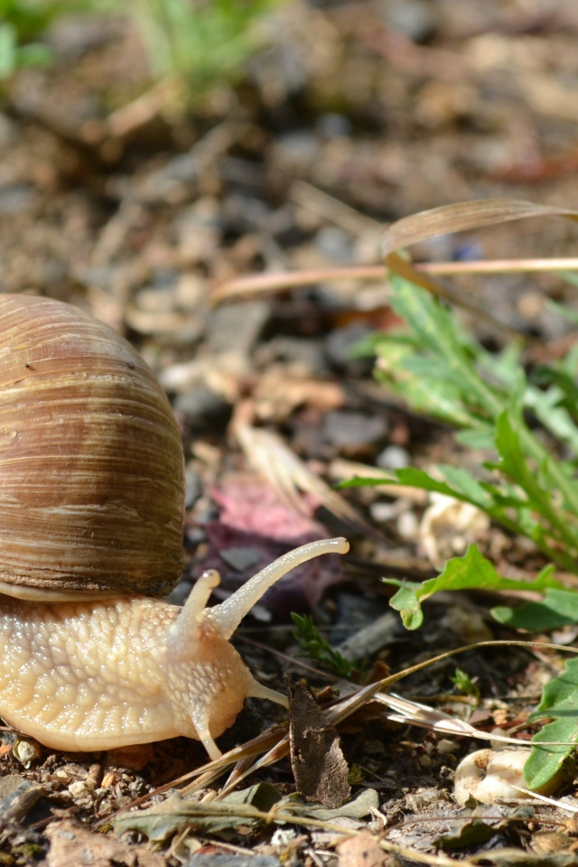 Большая улитка ползет по земле 
