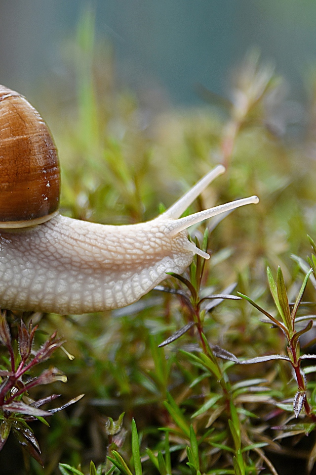 Большая улитка на  старом пне в траве