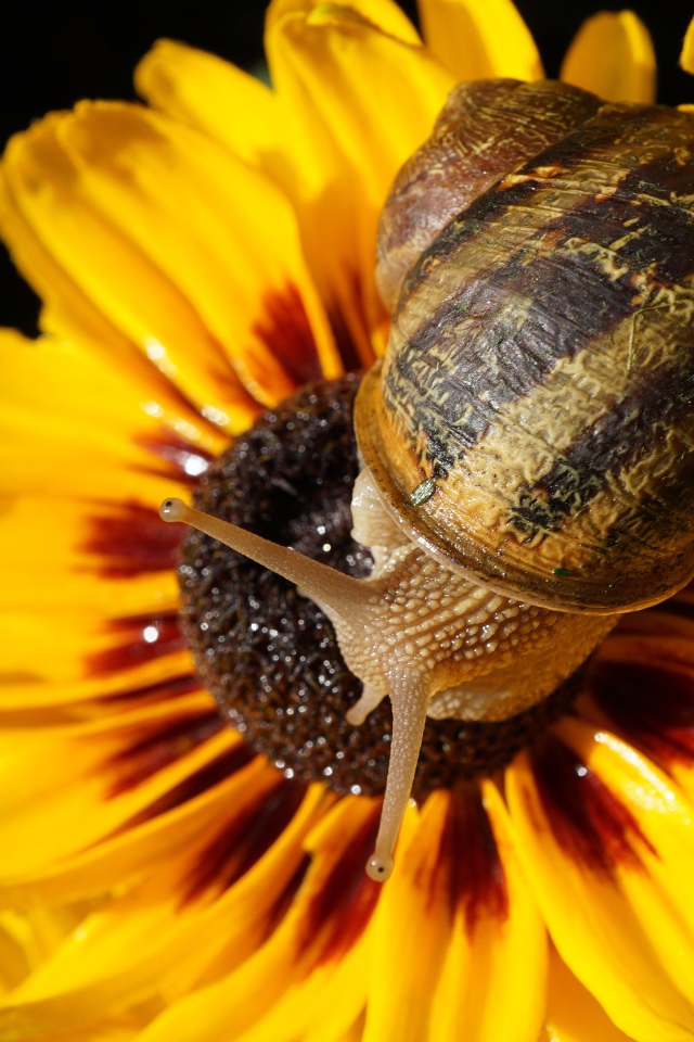 Улитка сидит на желтом цветке 