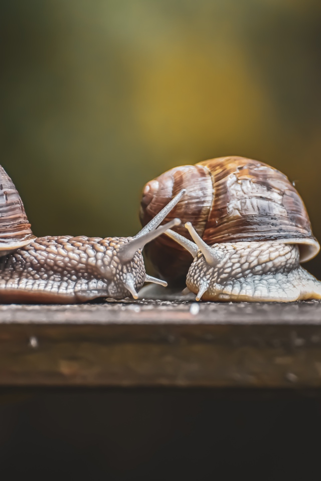 Две большие улитки на деревянном столе 
