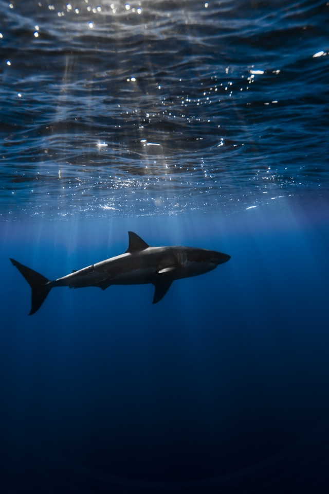 Хищная акула плавает под водой в Атлантическом океане