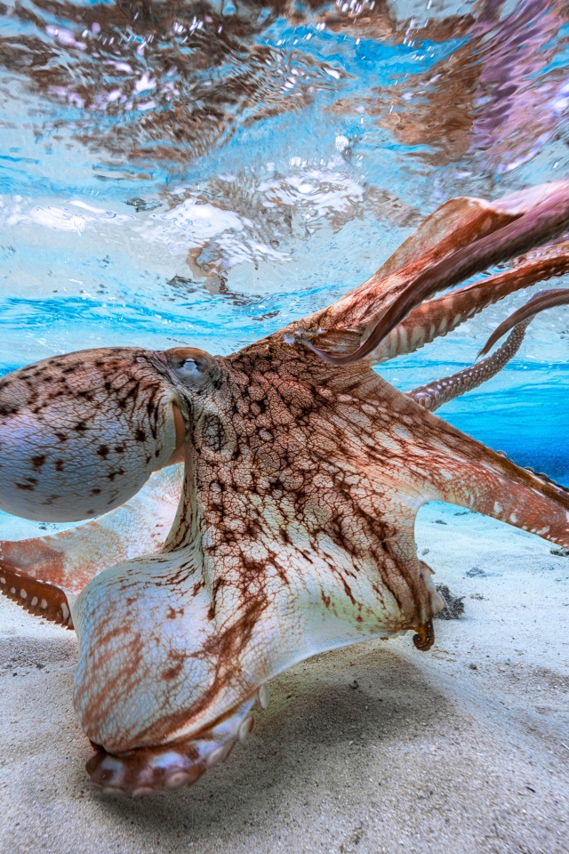 Большой осьминог под водой 