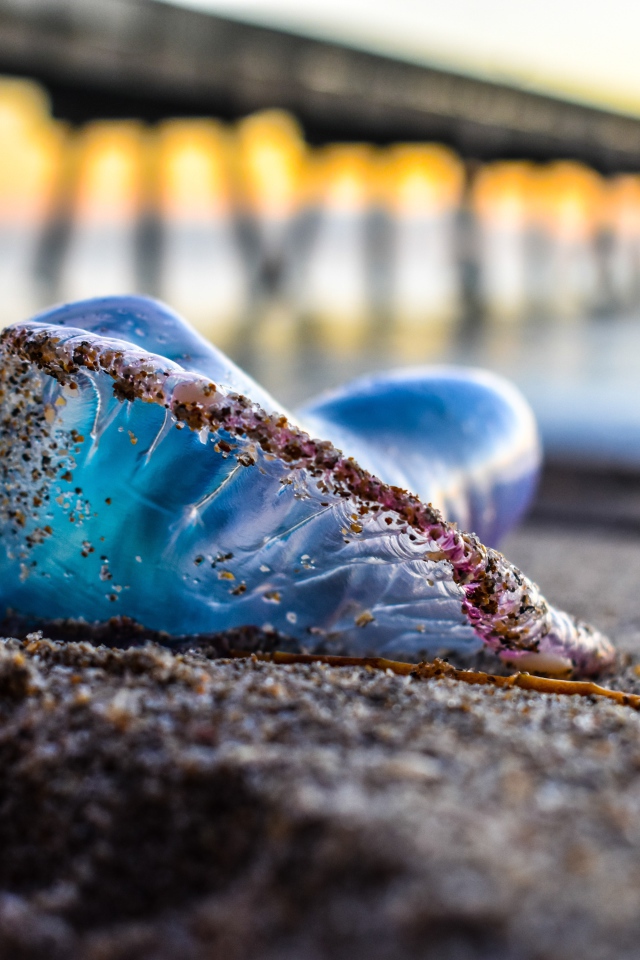 Голубая медуза лежит на песке у моря