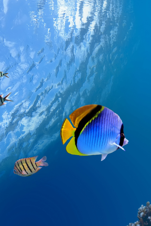 Разноцветные рыбы и кораллы под водой в океане 