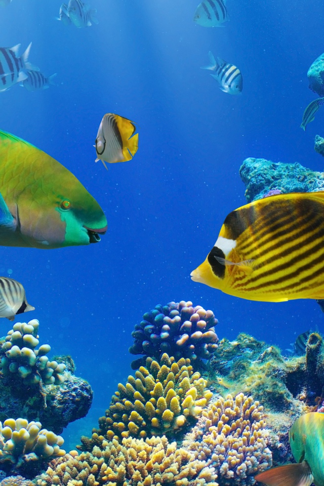 Разноцветные рыбы под водой в кораллах 