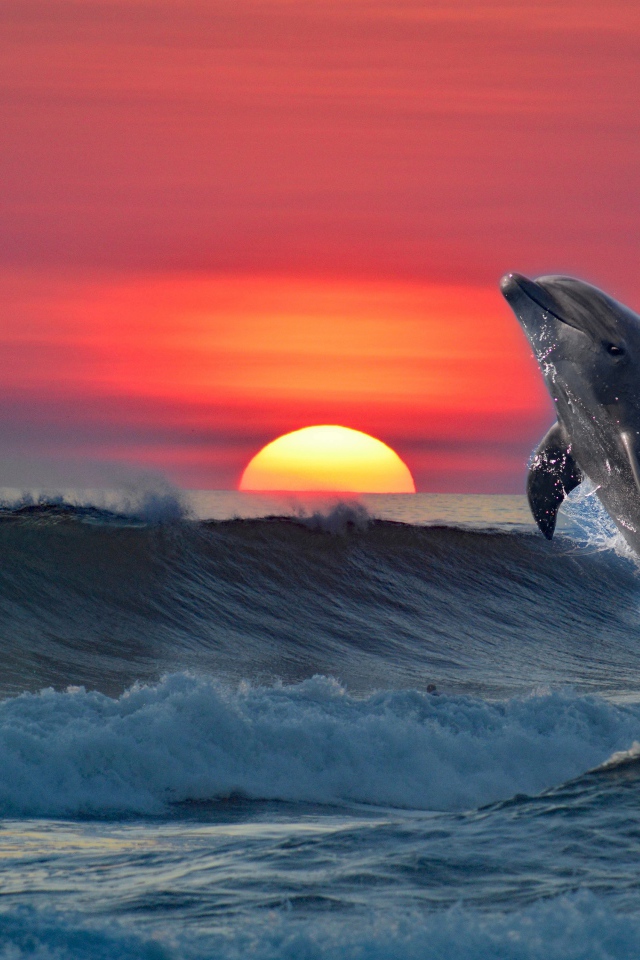 Дельфин выпрыгивает из воды на фоне заката 