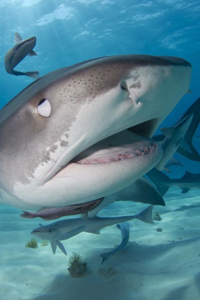 Стая больших хищных акул крупным планом