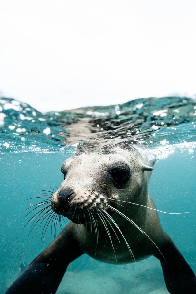 Морской котик плавает под водой 