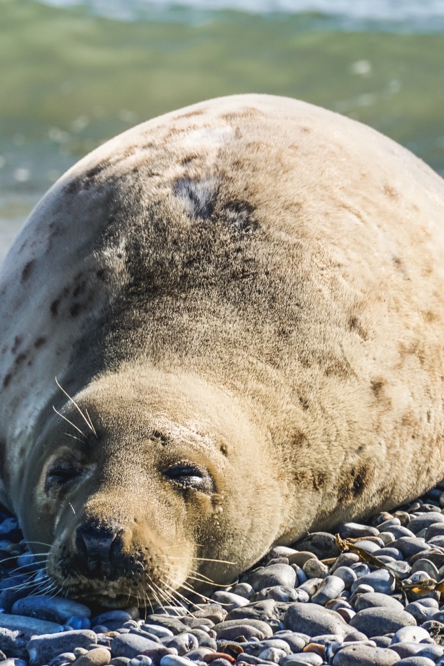 Ленивый морской котик лежит на камнях 