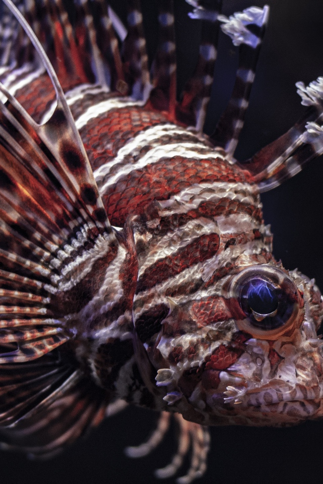 Рыба крылатка на черном фоне крупным планом 