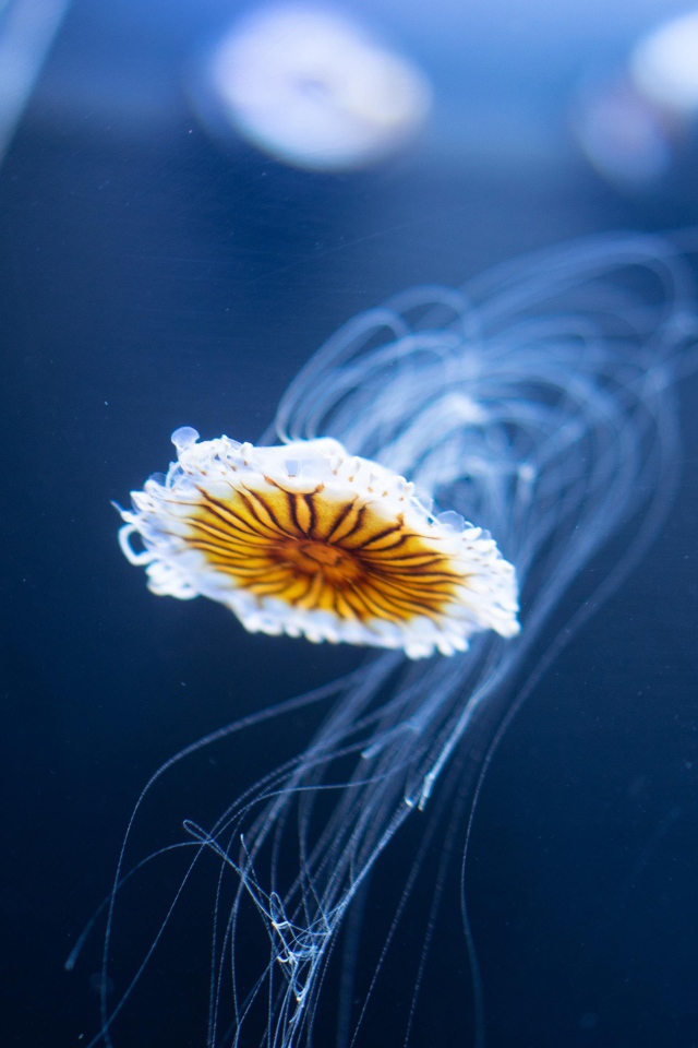 Маленькая медуза плавает в синей воде