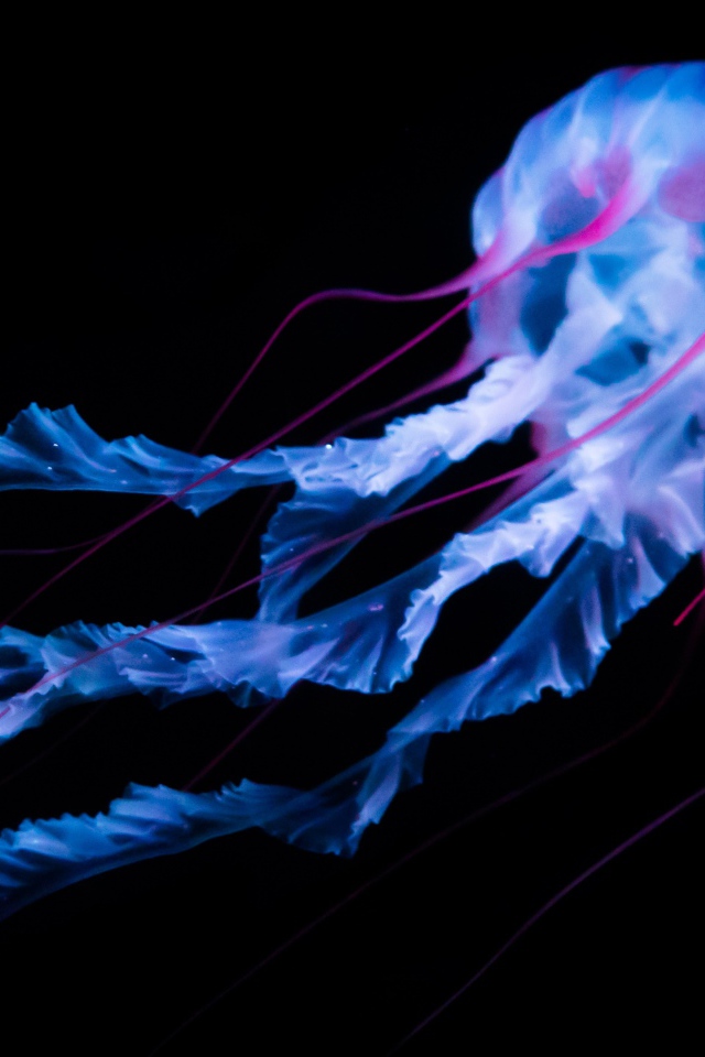Неоновая медуза плывет на черном фоне