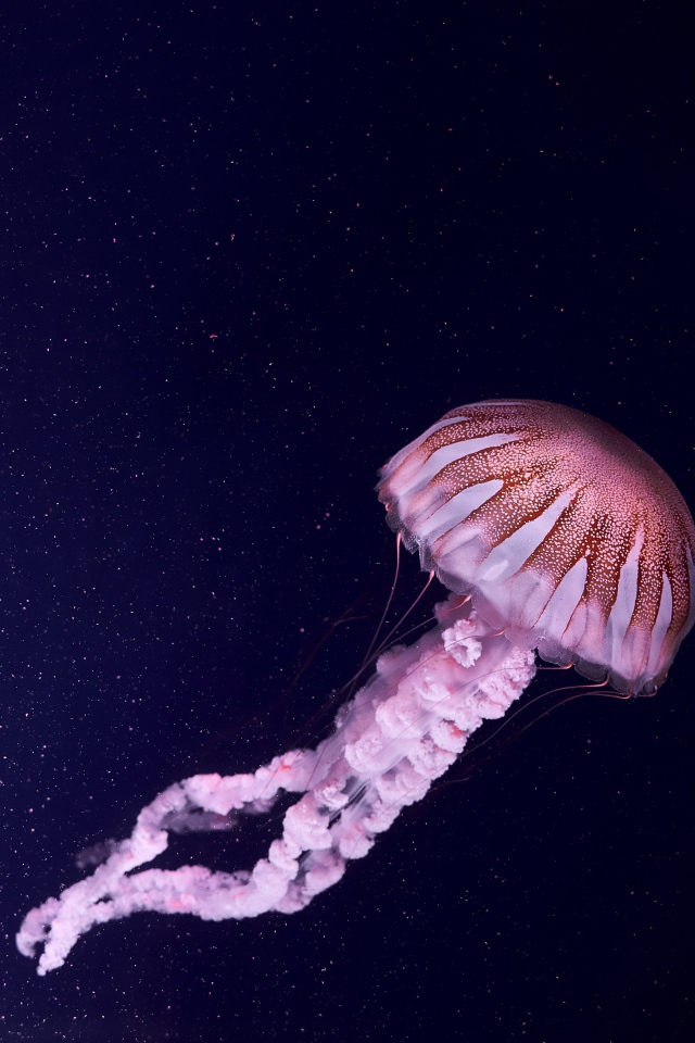 Розовая медуза в синей воде 
