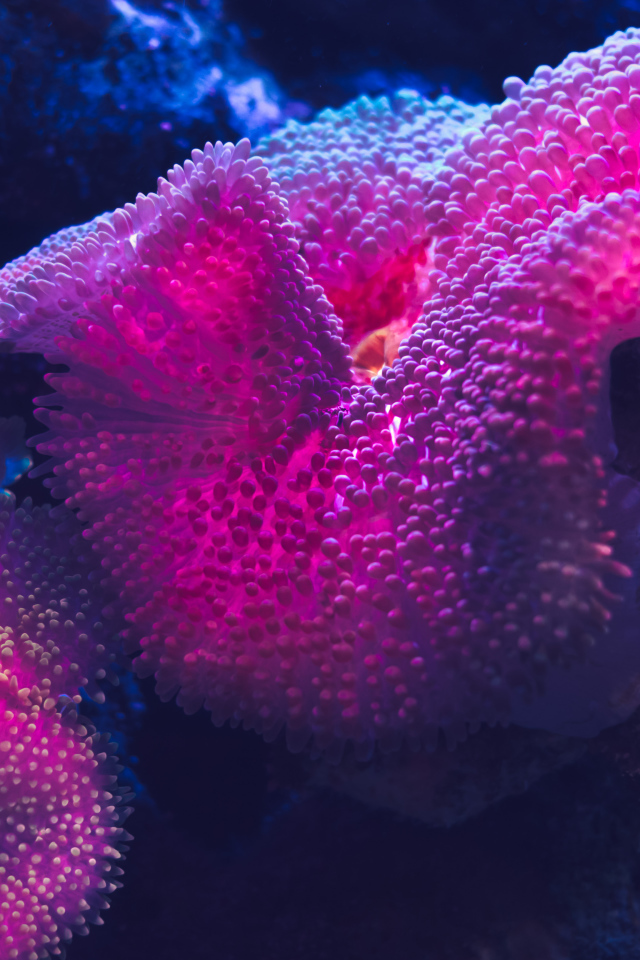 Красные кораллы в воде крупным планом