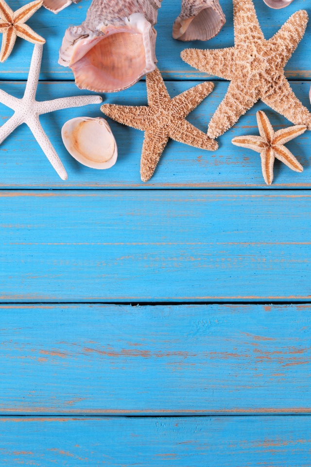 Ракушки и морские звезды на голубом деревянном фоне