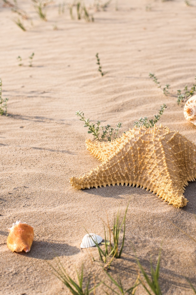 Морская звезда и ракушки на песке в лучах солнца 