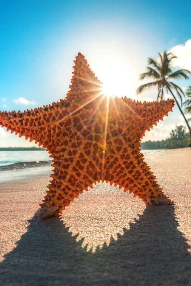 Морская звезда на горячем песке у моря летом 