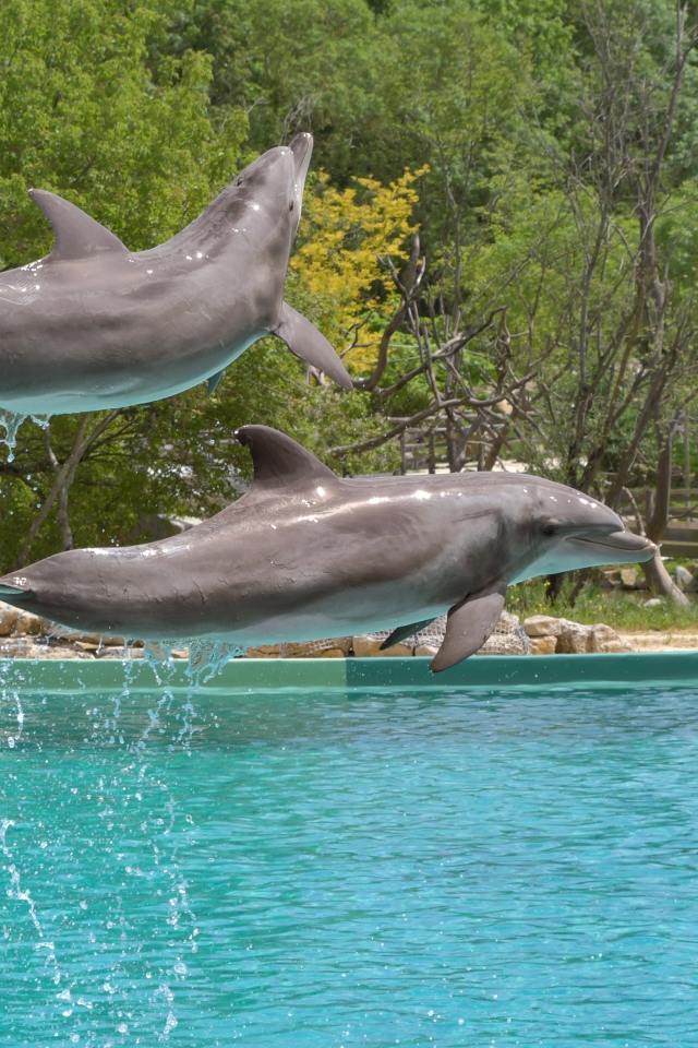 Два больших дельфина выпрыгивают из воды