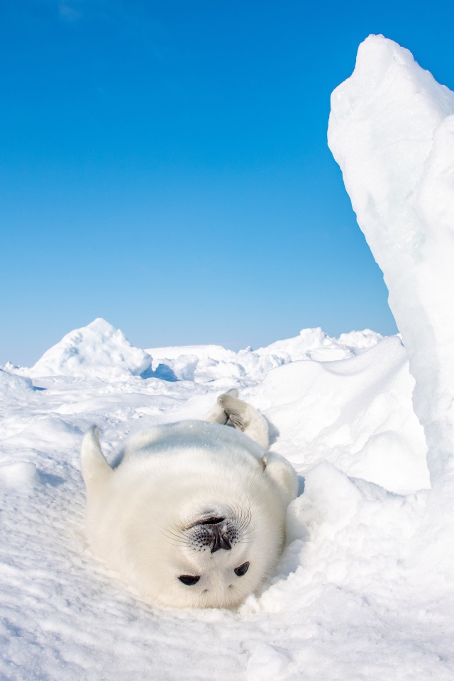 Белый детеныш тюленя лежит на снегу 