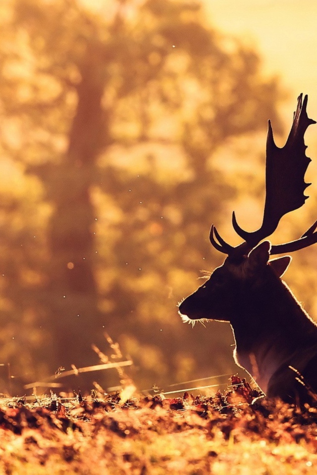 Олень с большими рогами лежит на опавшей листве