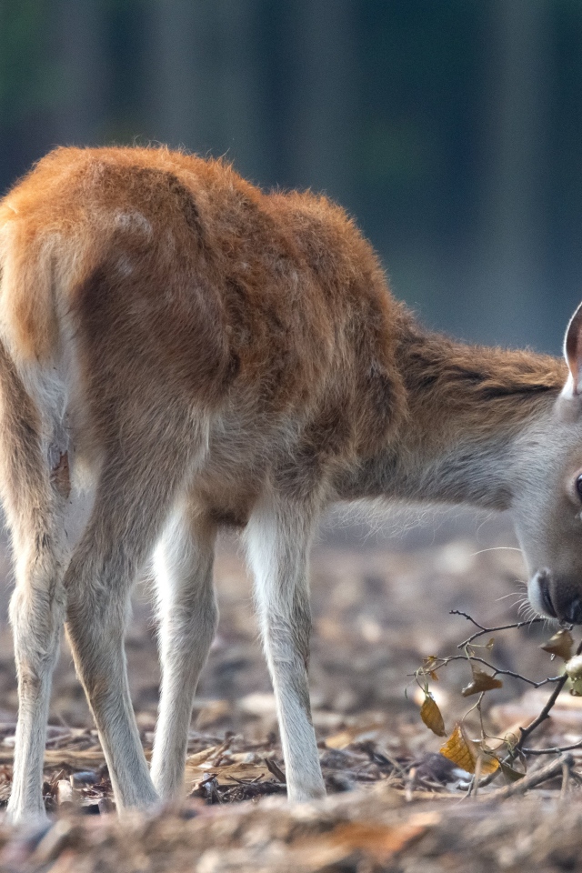Самка оленя пасется в лесу