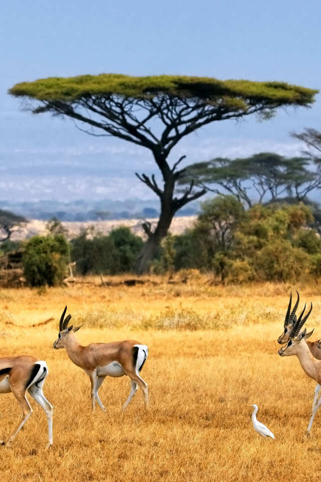 Стадо антилоп в сафари с белыми цаплями 