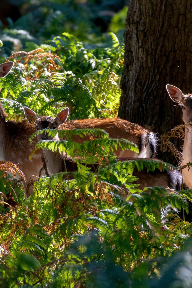 Стадо оленей у дерева в зарослях