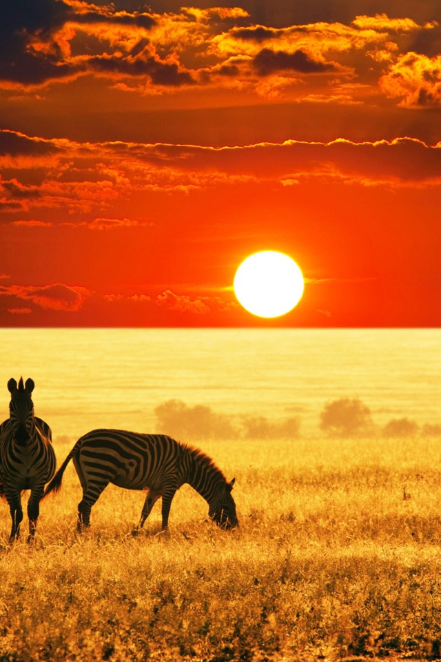 Стадо зебр пасется в саванне на закате 