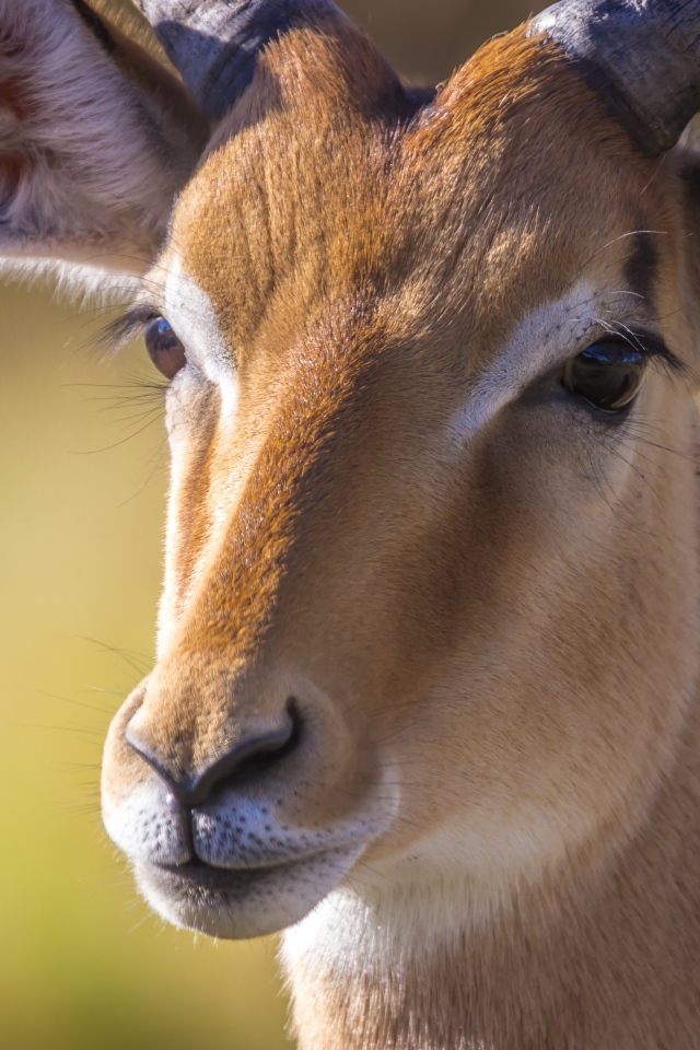 Морда антилопы крупным планом 