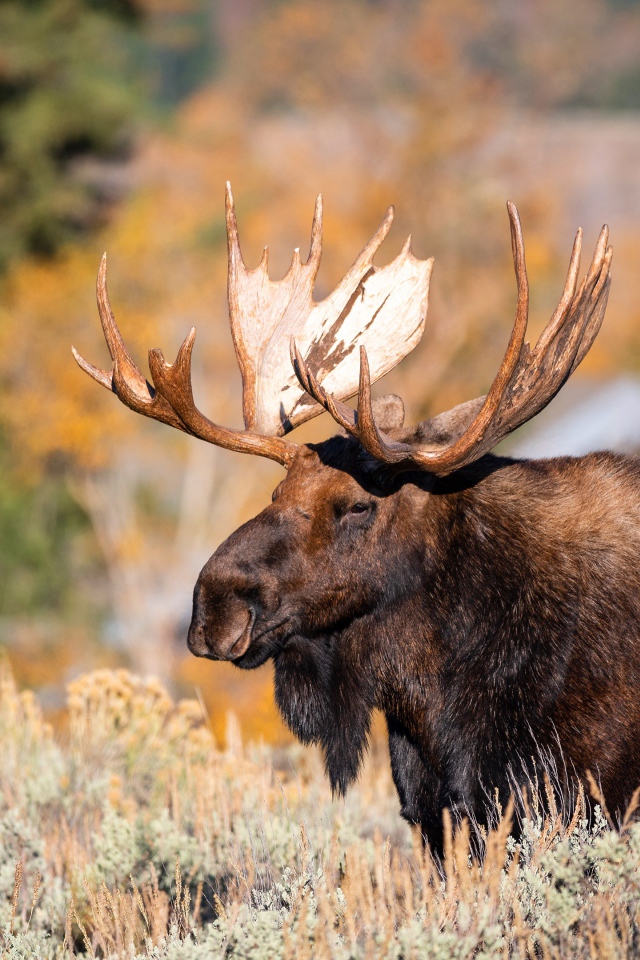 Бородатый лось с большими рогами