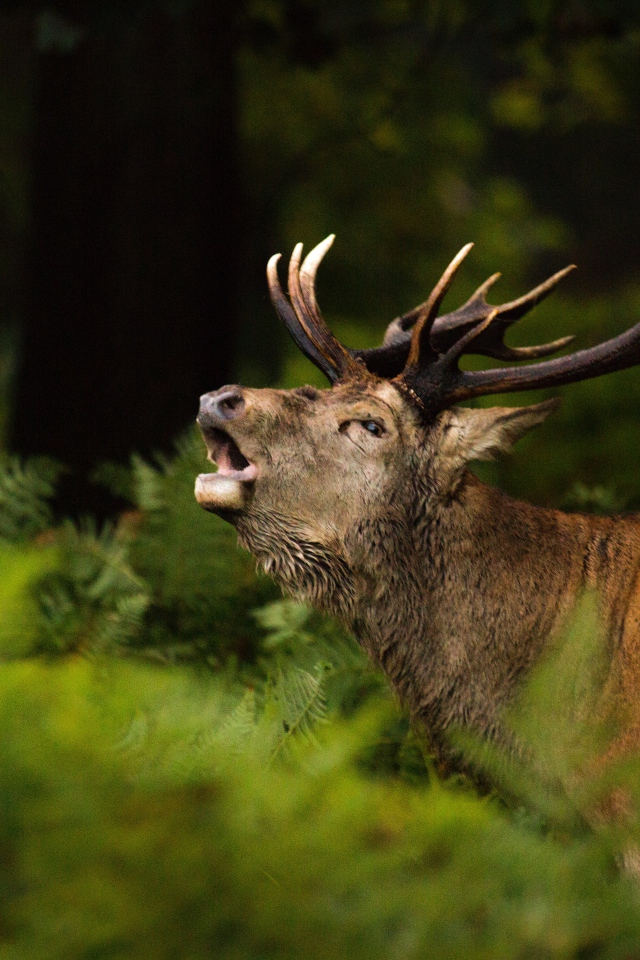 Большой олень кричит в лесу в зеленой траве