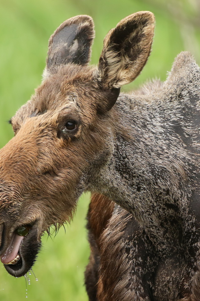 Большой лось у водопоя