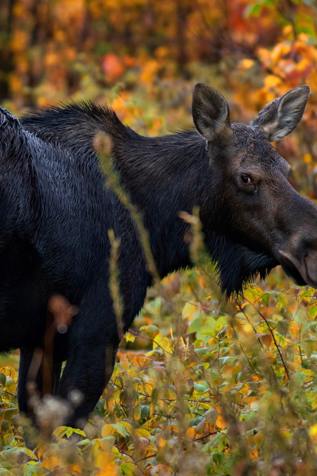 Большой лось гуляет по лесу