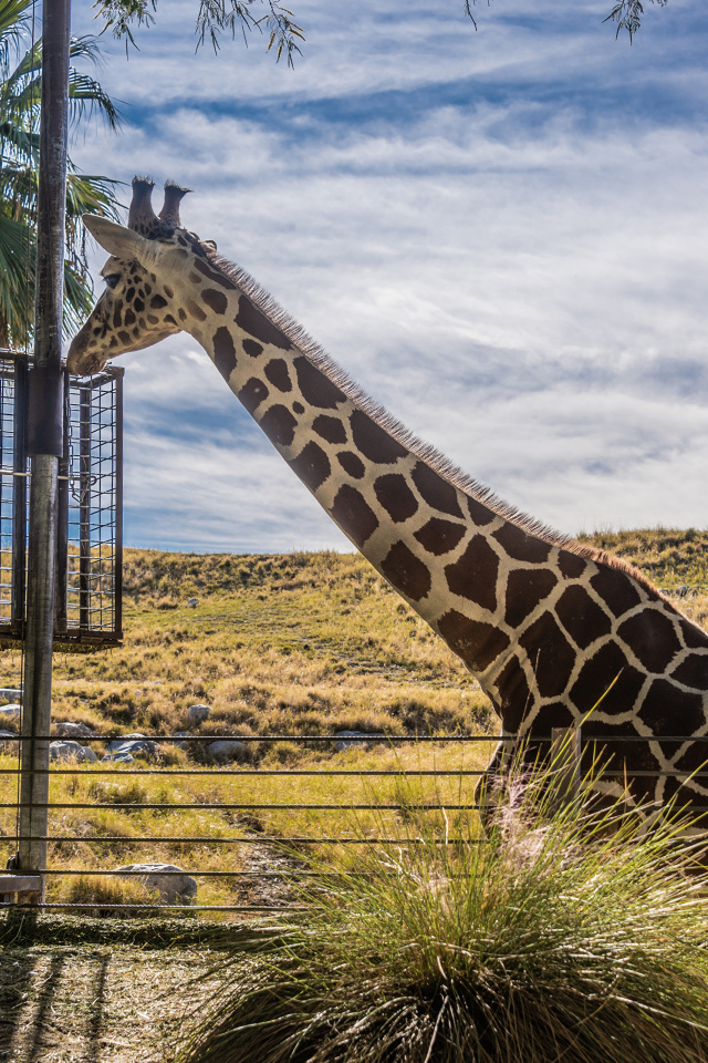 Большой жираф на фоне голубого неба 