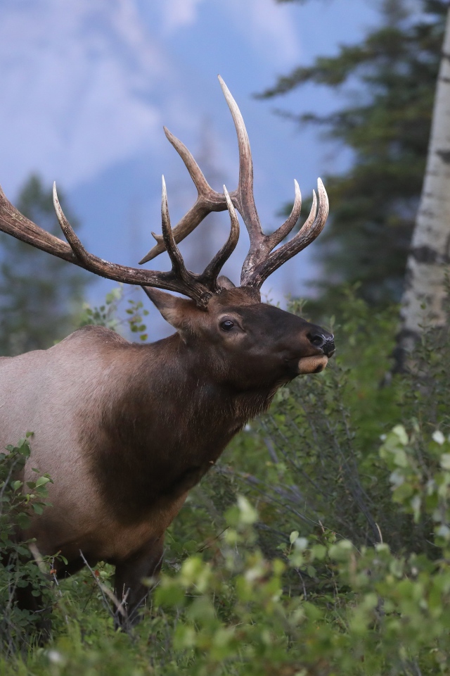 Большой рогатый олень в лесу 