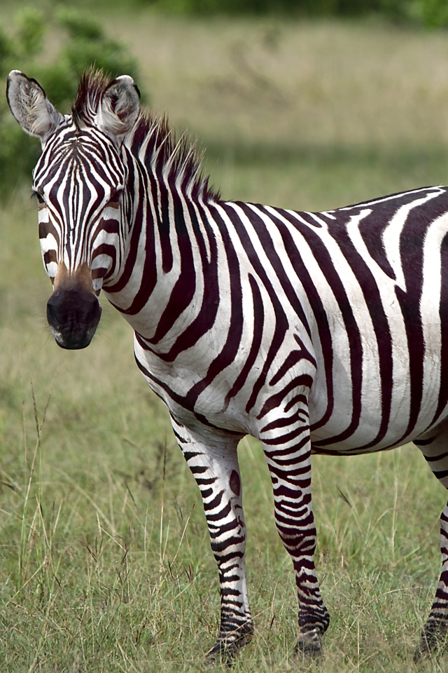 Черно-белая полосатая зебра в зеленой траве