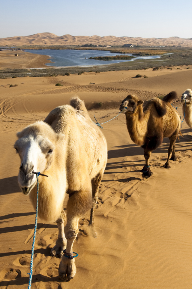 Караван верблюдов идет по жаркой пустыне