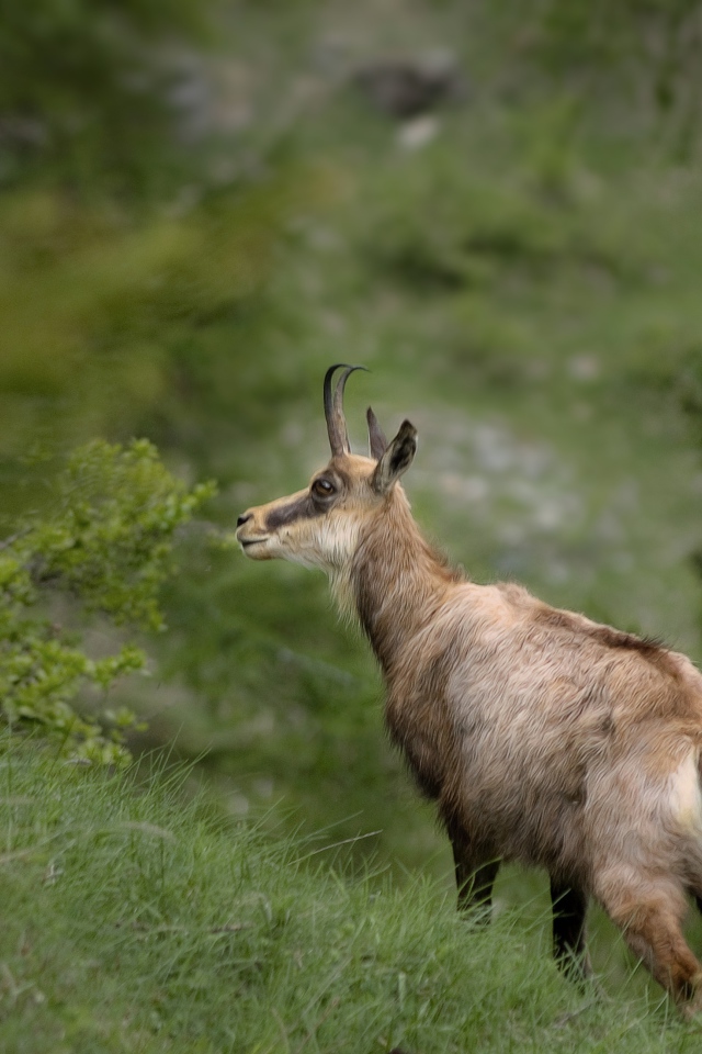 Серна гуляет по зеленой траве 