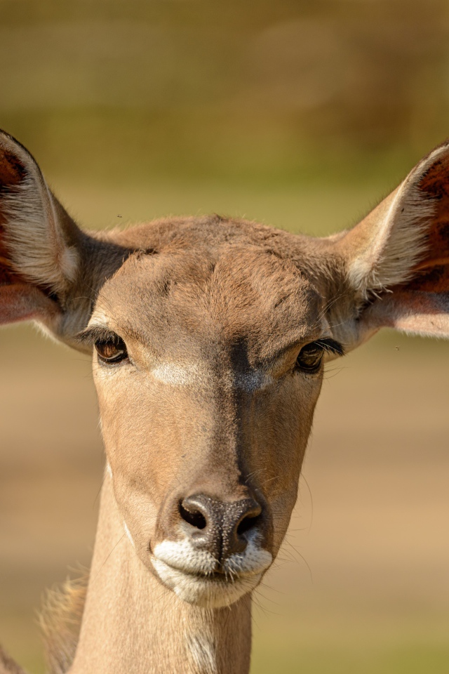 Морда антилопы с большими ушами крупным планом
