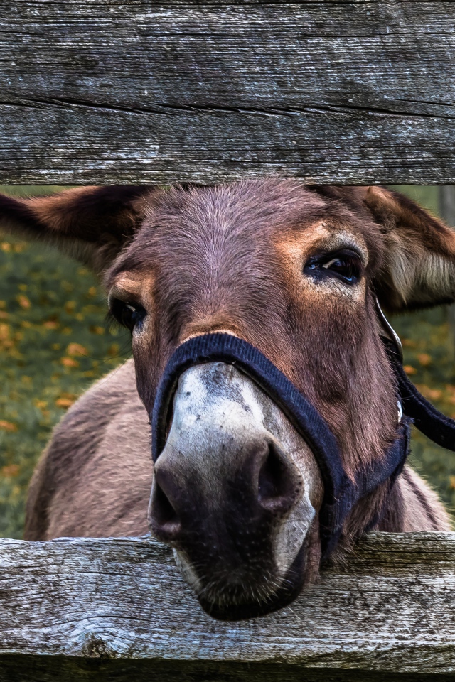Любопытный осел в загородке