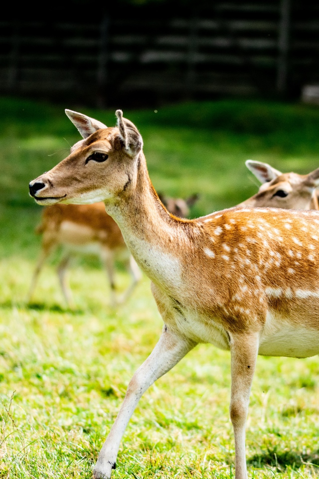 Олени пасутся в загоне на зеленой траве