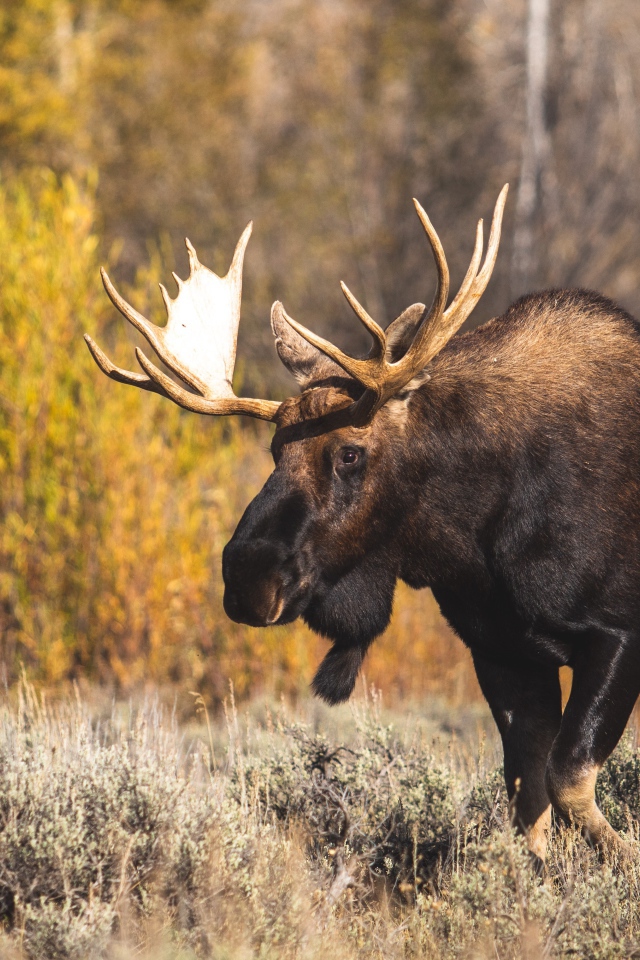 Лось с большими ветвистыми рогами в лесу 