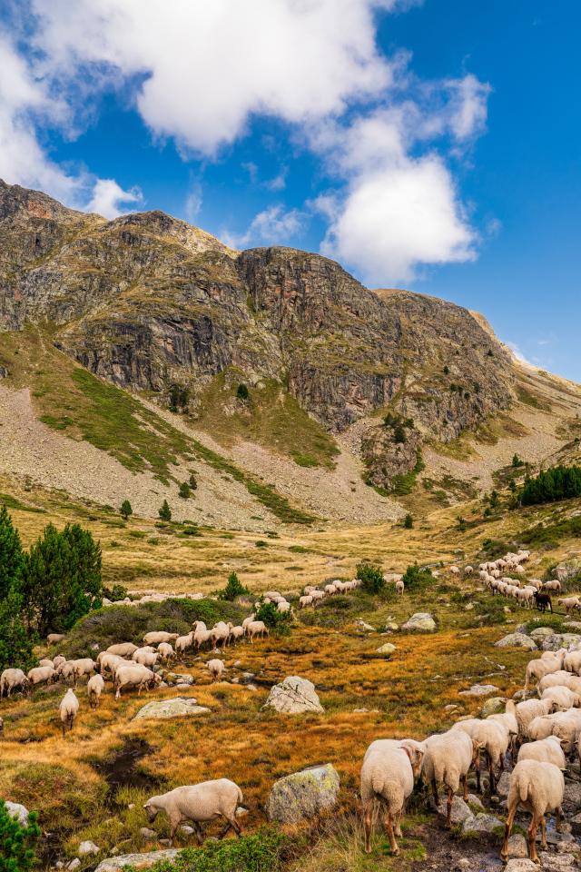 Стадо овец в горах под голубым небом