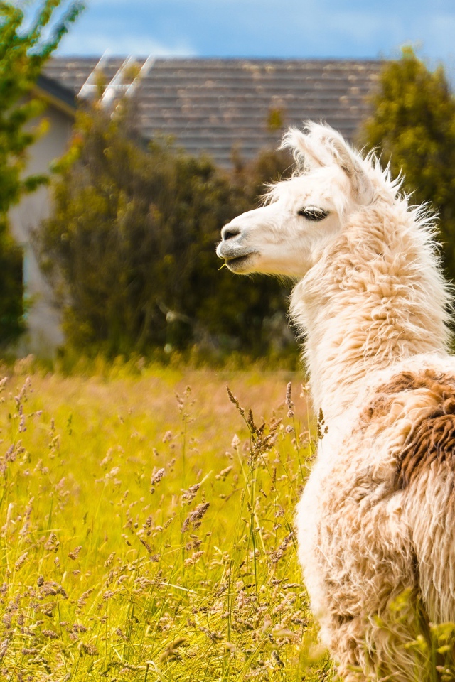 Пушистая лама пасется на зеленой траве
