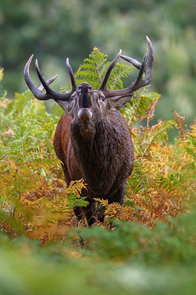 Лесной олень с большими рогами кричит в зарослях