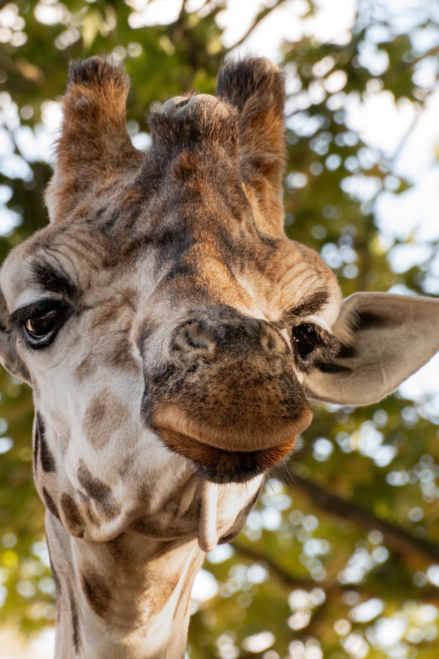 Голова жирафа крупным планом на фоне дерева