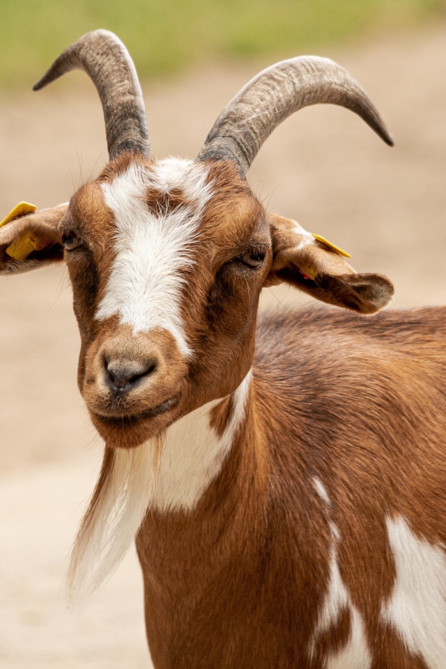 Козел с большими рогами 