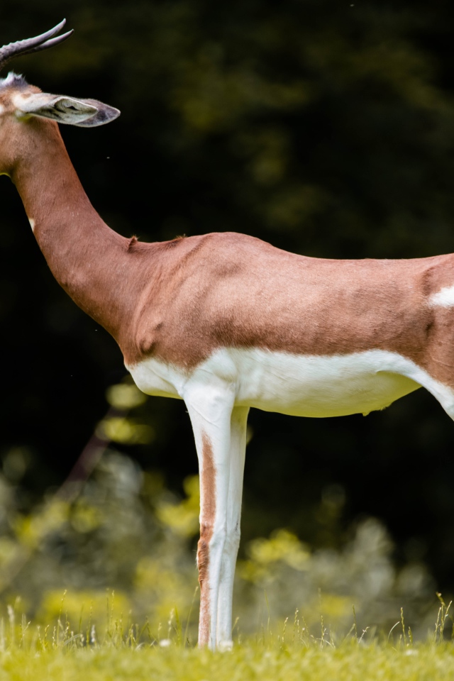 Грациозная газель на зеленой траве